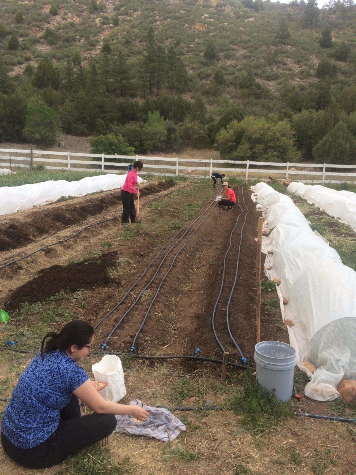 Students return to campus to work on farm