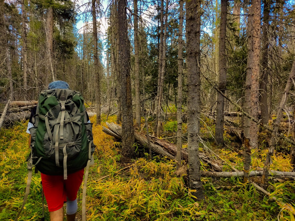 Successful Funding for Forest Health